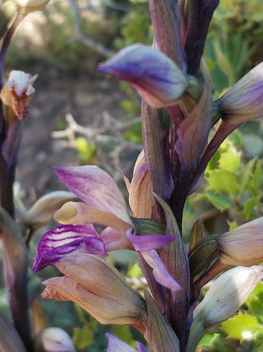 Mevoyaverpatos's tweet photo. Preciosidad en #Montserrat #limodorum #abortivum.
Qué alta es ! Pensaba que no era una #orquidea con esta altura 😅
Rodeada de alzinas 😍 https://t.co/NRPunrquzm