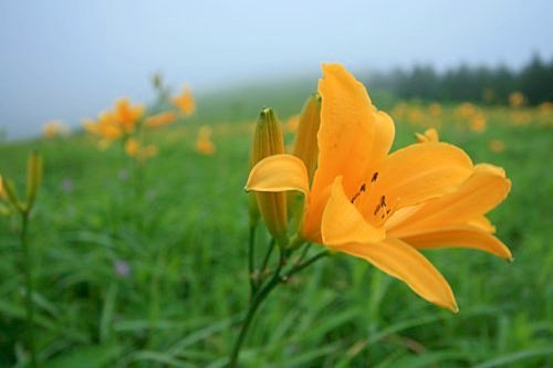 ট ইট র つーちゃん サカイユミコ 6月4日 火 Am6 24 Good Morning 誕生花 6 4 ニッコウキスゲ 花言葉 日々新たに 心安らぐ人 Goodmorning 誕生花 ニッコウキスゲ 花言葉 心安らぐ人 日々新たに 6月4日