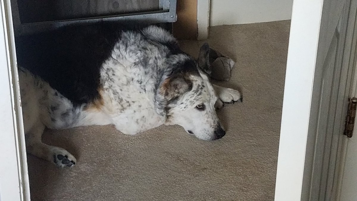 OldHandsome's tweet photo. Sleeby... https://t.co/qscKM84kFd