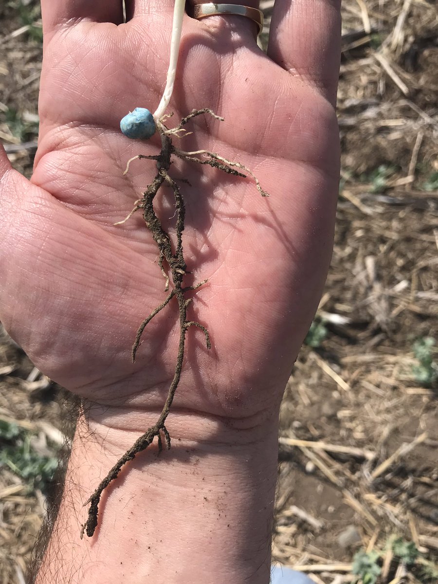 RKlewchuk's tweet photo. These peas have drilled South for moisture (2-3” down) near Lumsden, SK. Vibrance Maxx RFC seed treatment with a primer keeping them healthy! #RootingPower #It’sDry @syngentacanada https://t.co/B90yQn3Aww