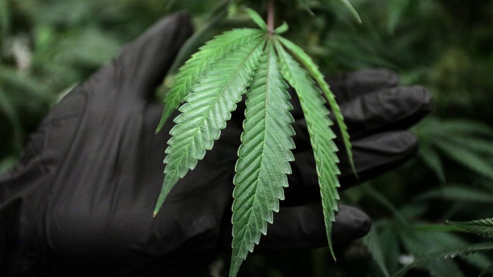 THEMMEXCHANGE's tweet photo. Recreational marijuana goes on sale Jan. 1 in Illinois. 

https://t.co/wxQeeb9ZIl #MME #marijuana #cannabis #IL #Illinois https://t.co/gj8BE65woB