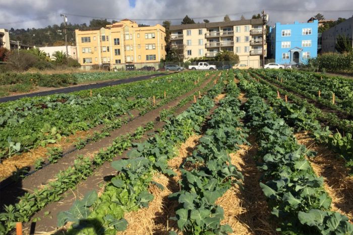 CivilEats's tweet photo. How urban agriculture can improve food security https://t.co/zrEDMh837u https://t.co/O9Pai0Tlaz