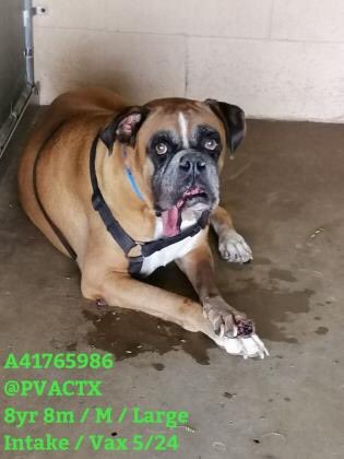 MoishesMom's tweet photo. π¨πππ»Three more beautiful pups whoβll πat #Palm #Valley If no1comes Look at these beauties π @bvanhool #2pledge π¨πππ»π¨π #retweet #foster #adopt #transport #dogsofTwitter #banKillPounds ππ¨ππ» #edinburgh #southtexas Wake up & π this #caninegenocide Save these pups πππππ» https://t.co/S34BrEWWXI