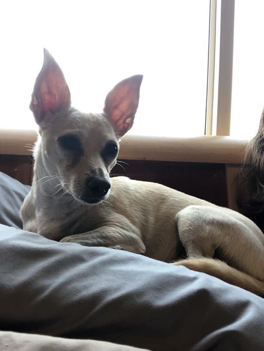 Lost Dogs Illinois On Twitter Home At Last Skylar Chihuahua