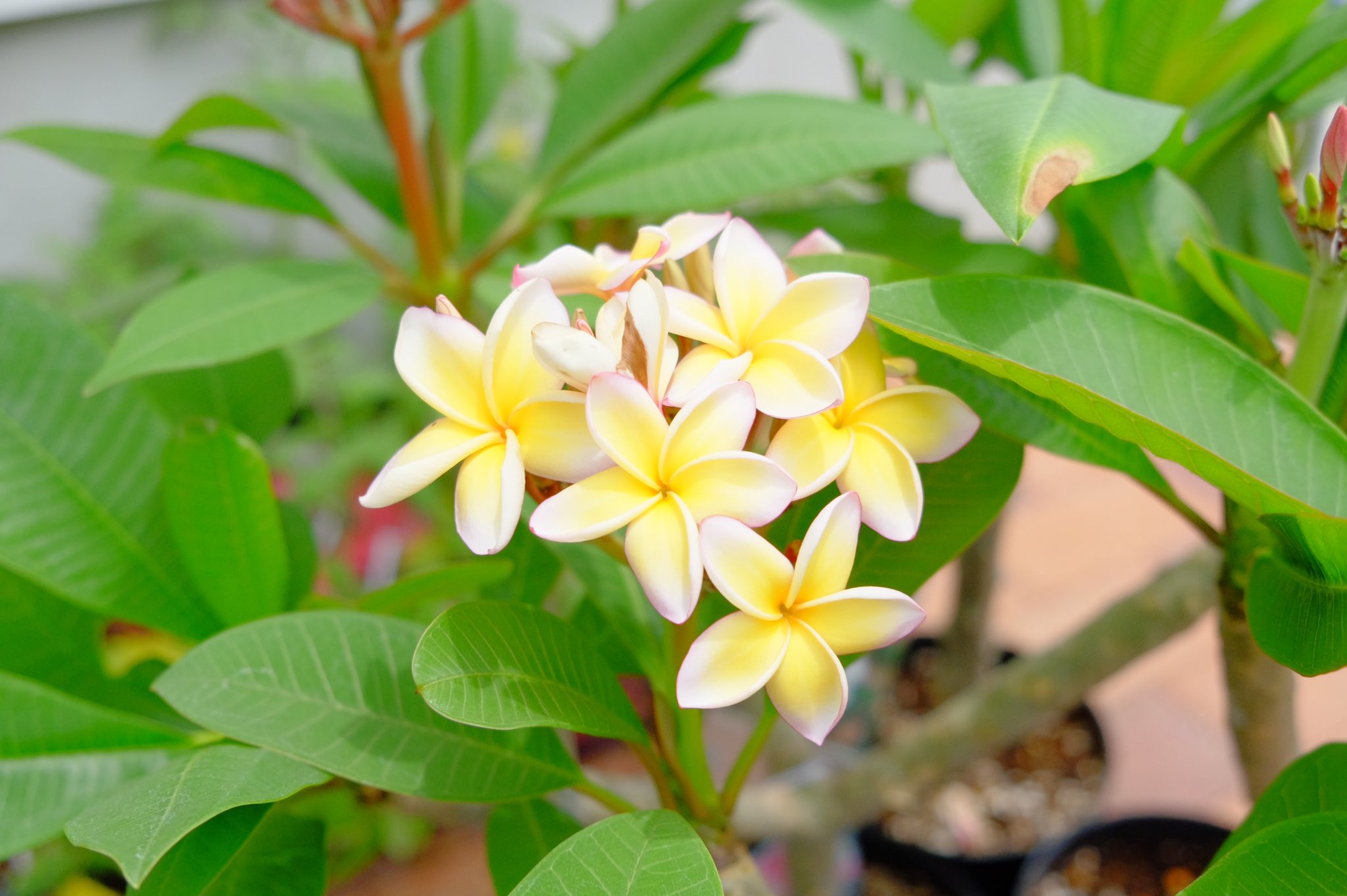 Flower Plants ごむの木 Gomunoki Atsugi Twitter