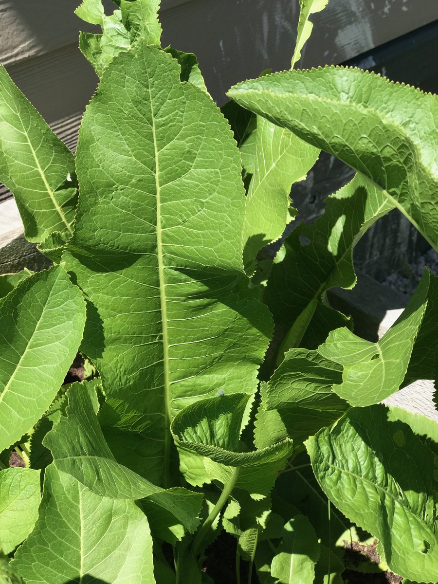 NESTrussell's tweet photo. Looking for a #plasticwrap replacement? A friend's Polish-Austrian grandma, like others in her village, grew #horseradish pretty much just for the leaves. Seems they're the perfect wrap for butter and cheeses. #looktonature #thenandnow #greenalternatives #gogreen (s)! https://t.co/GtIk3HL8Fd