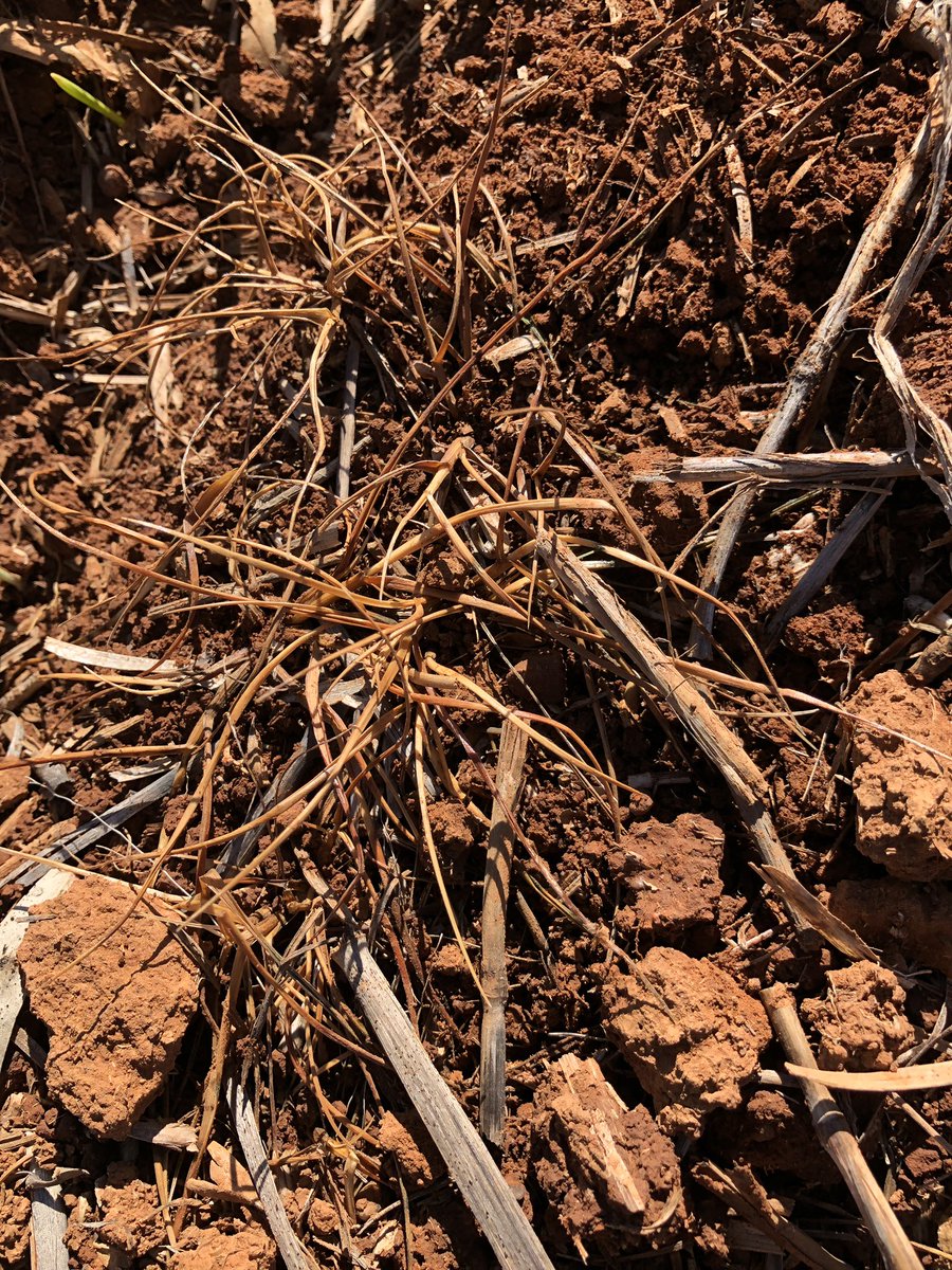 Adspearce's tweet photo. Large Ryegrass was still a bit green after the first knock, although it had been more than 2 weeks (outside the ideal double knock window) decided it had to be worth a go, and has absolutely smoked it! #doubleknock @PBoutsalis @peterdnewman https://t.co/ovGMTJqBN6