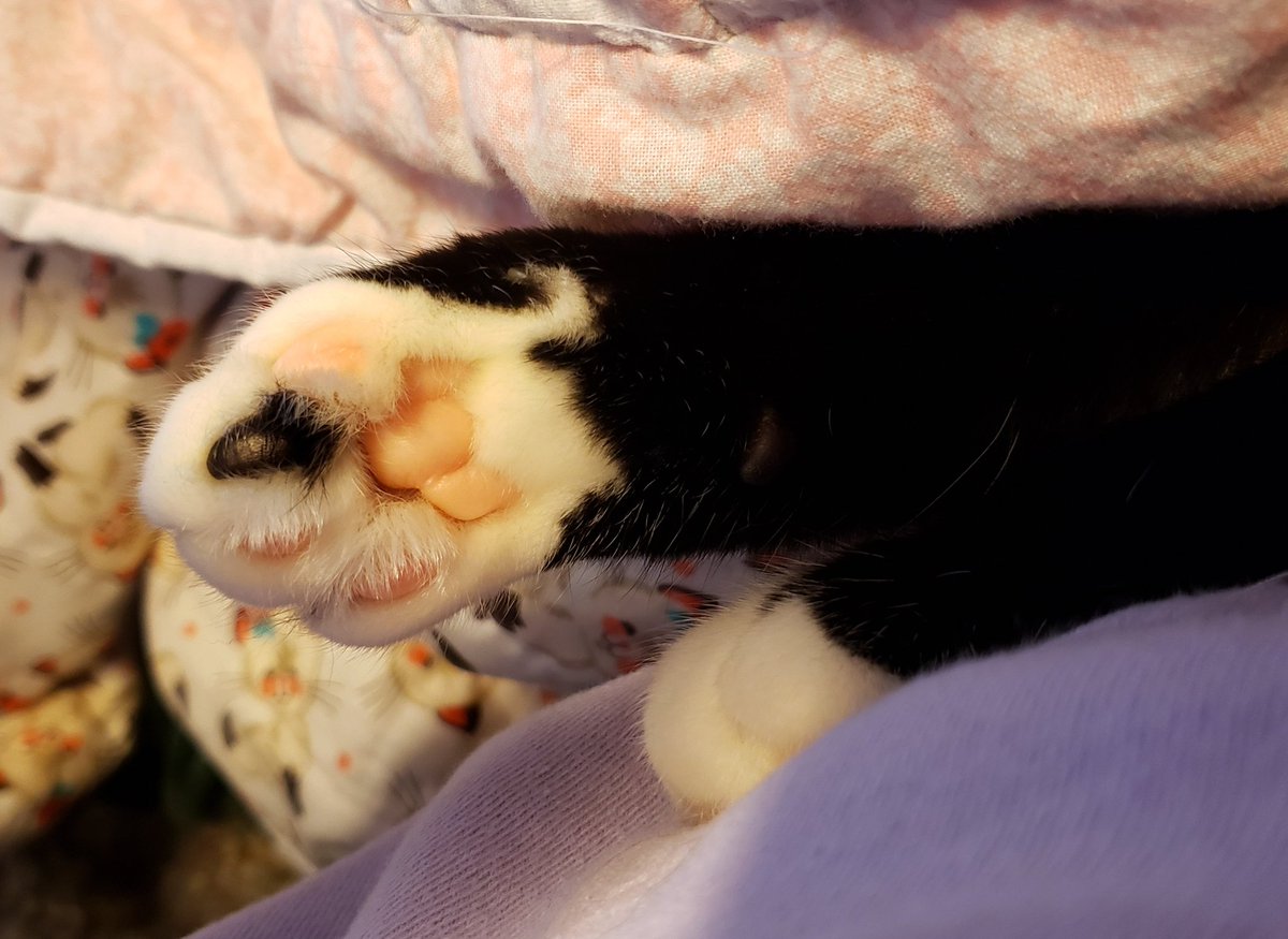 BeatrixAnn1's tweet photo. @AlvinASBO Paws in for Minnie. #helpminnie #findminniesabusers #pawcircle https://t.co/FSUaURBpv1