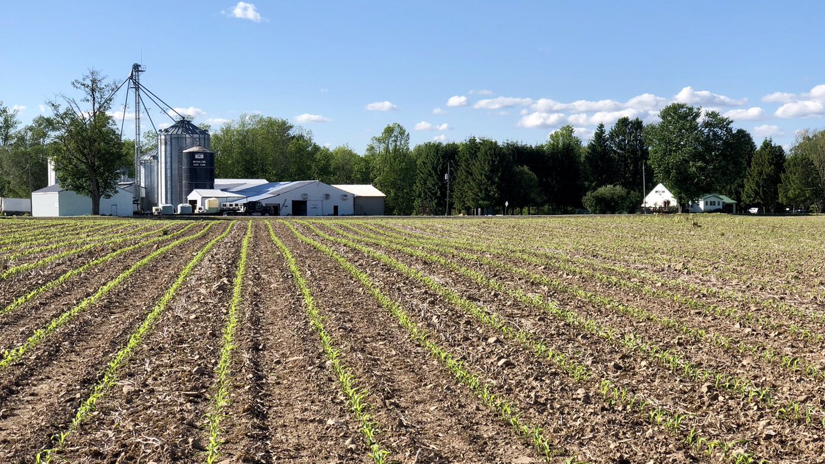 jimmiseed's tweet photo. Thankful for Zennyl Farms for putting in a rare soybean plot today - 1.0-2.6MG and his corn MD and GEN5 trials survived ‘winter’ too

@ChannelSeed 
#plant19 #agriculture #realnewyork #soybeans #windwhipped https://t.co/Dv5VzqqWd2