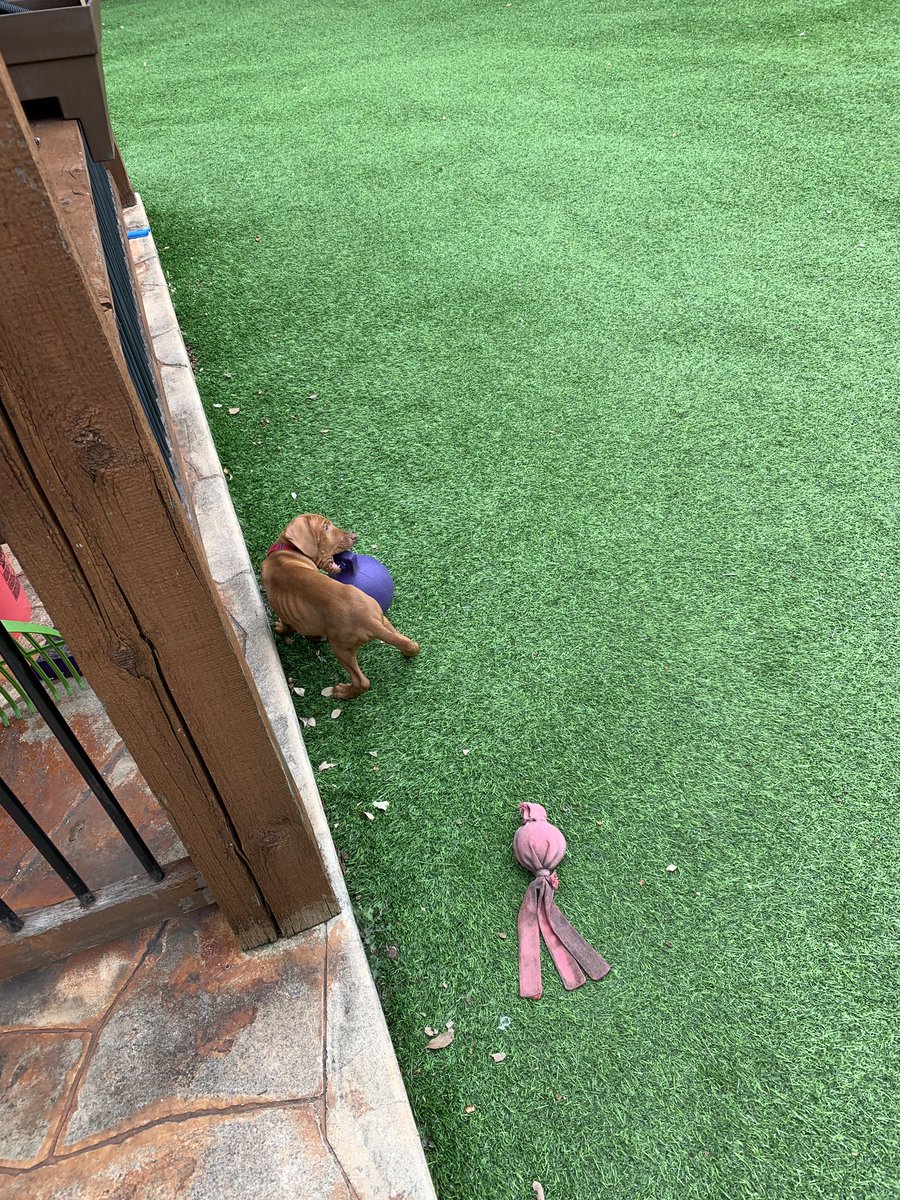 LauraRedenbaugh's tweet photo. @katjetson Baby Andras-his 4th full day home. #EarperDog #WynonnaEarp https://t.co/ZBWnxLZzdu