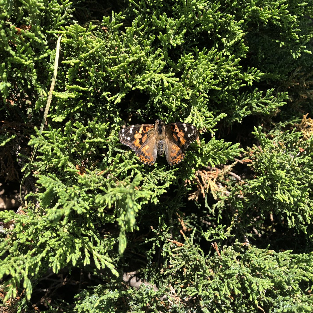 Ms. Mazzulla tweet media