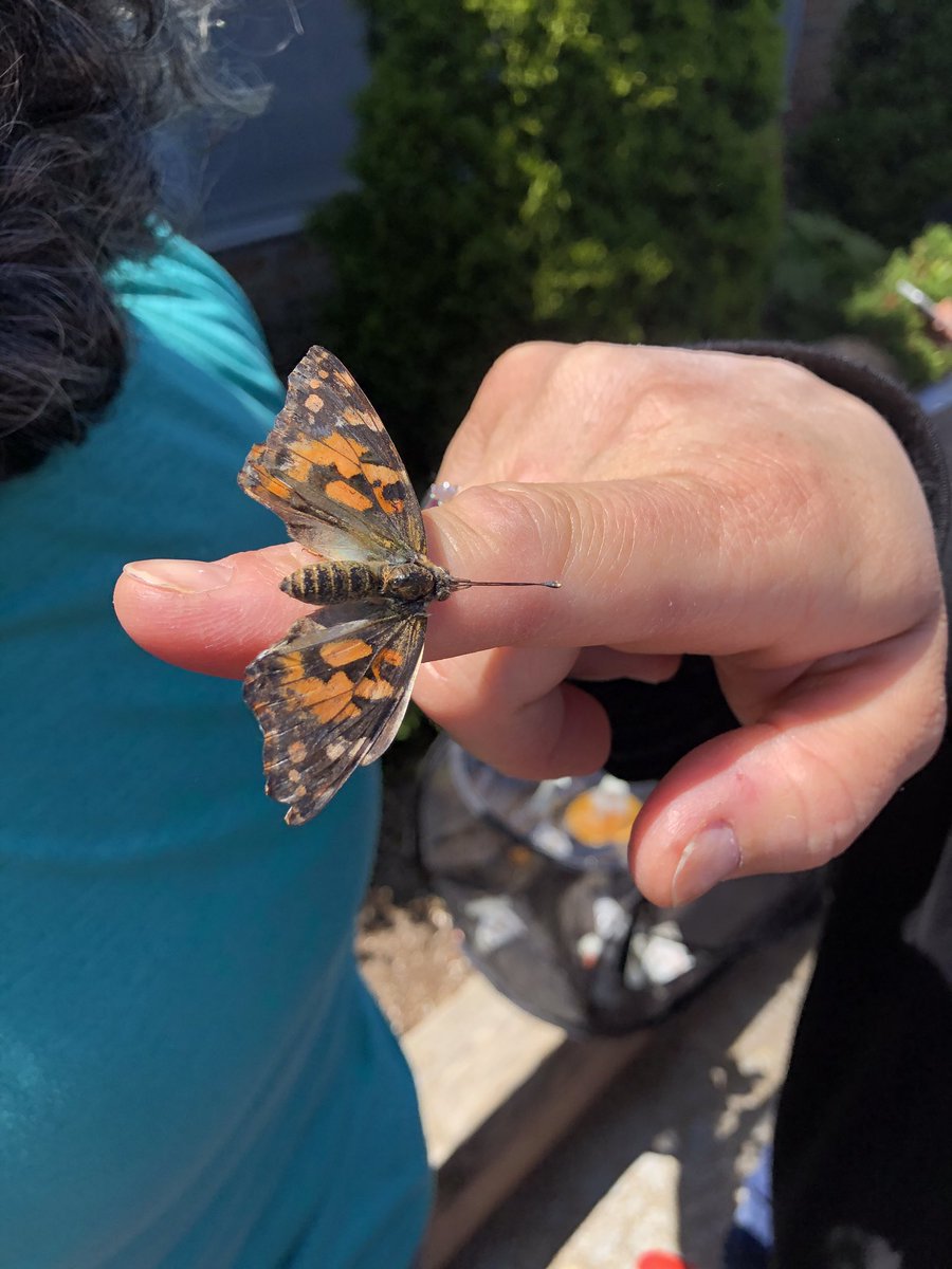 Ms. Mazzulla tweet media