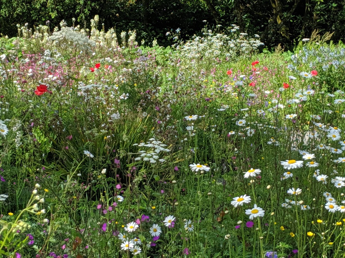 ChloeLe39602964's tweet photo. Bright #Flowers in the #cottage #gardens at the Garden House #Dartmoor #Devon. Mix of #wildflower and garden #plants #Devonday #devonhours #naturelovers @TGardenHouse #summer https://t.co/LKeY1qDRA5