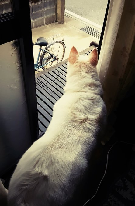 雑種犬のtwitterイラスト検索結果