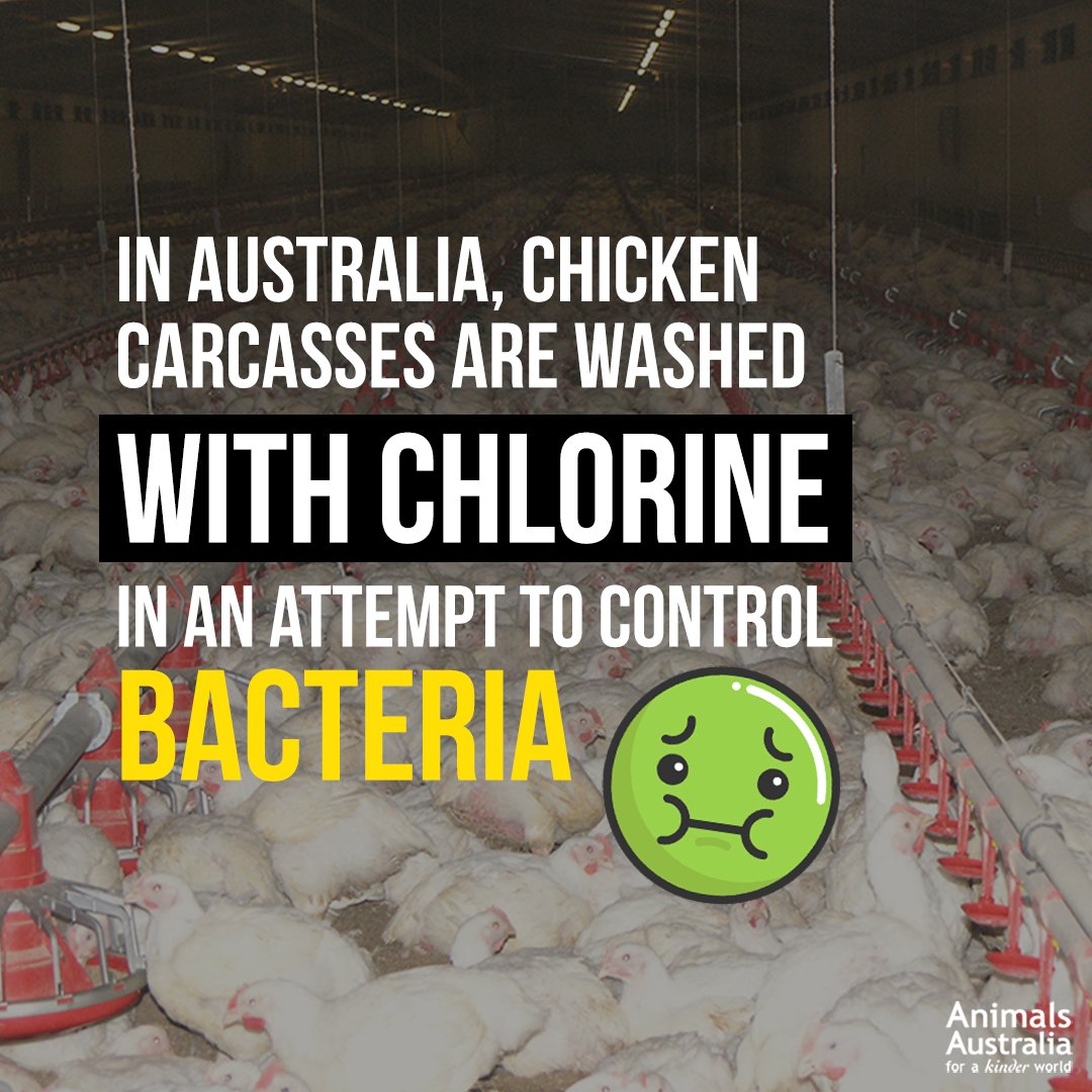 AnimalsAus's tweet photo. Facts the chicken meat industry doesn't include in their advertisements: https://t.co/HtjD3vE6ZU 😷 #TruthAboutMeat https://t.co/okNzhc0Ups