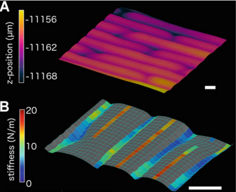 Latest update on how to use Cellular Force Microscopy! With <a href="/matmajda/">Mateusz Majda</a> <a href="/a_sapala/">Aleksandra Sapala</a> <a href="/RichardSmithLab/">Richard Smith Lab 🇺🇦</a> 
link.springer.com/protocol/10.10…
