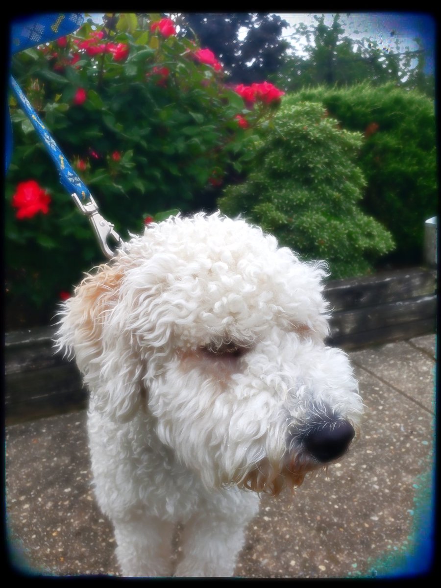 our_canine's tweet photo. She ready for her morning walk #goldendoodle #goldendoodlesofinstagram #dogoftheday #barking_news #DogLife #cutedog #dogs_of_world #dogbeingbasic #dogsoftwitter #dog #instadog #doglover #springtime #doglikesflowers https://t.co/hTSCaRJyQ3