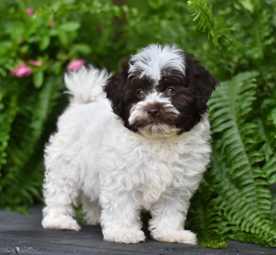 BuckeyePuppies's tweet image. 💜 Havanese #Puppies will make an #Awesome #ApartmentDog!! 
 The #Havanese is an #Excellent #FamilyDog who's #Affectionate &amp;amp; #Loves to be around people
.
ow.ly/3xYK50usdyA
.
.
.
#PuppiesOfFacebook
#PuppiesOfInstagram
#PuppiesOfTwitter
#PuppiesOfPinterest
#BuckeyePuppies