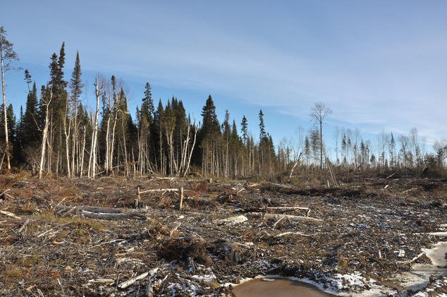 Roy39c's tweet photo. I learned that habitat degradation is the number one cause for species endangerment. #WhatIlearnedin39C https://t.co/1JNzYlMUkV