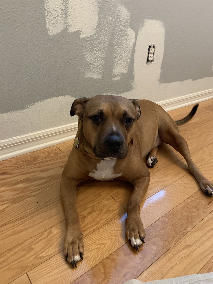 runningdrinker's tweet photo. Gone for a few days and now he’s attached to my hip... while painting. 🤦🏼‍♀️ #dogmom #pittymom https://t.co/e5LQeEA2l3