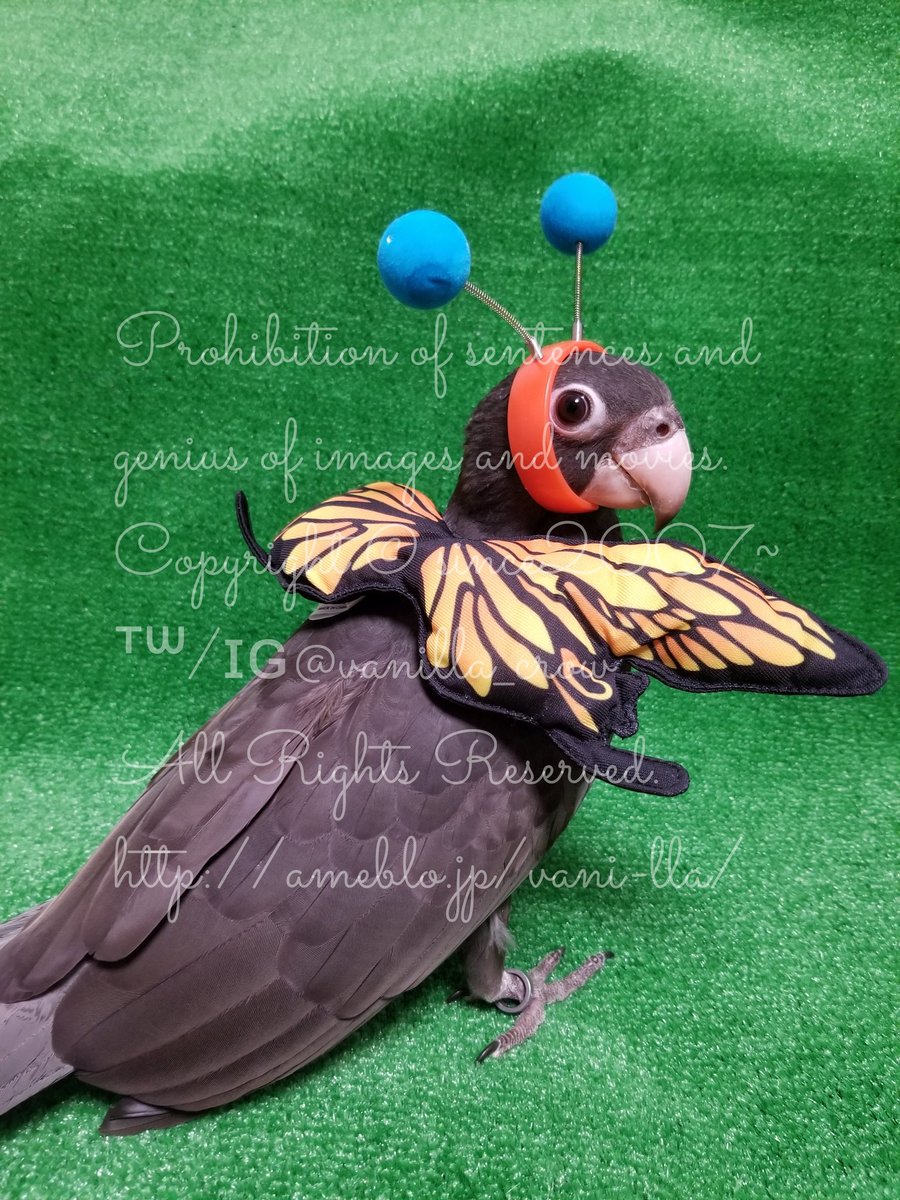 vanilla_crow's tweet photo. #虫の日 #bugsday #ｸﾛｲﾝｺ #ｺｽﾌﾟﾚｲﾝｺ https://t.co/RISq7JbiYw