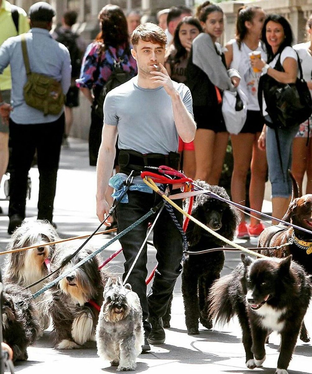 roy_'s tweet image. Te recibís en Hogwarts para qué? Para terminar paseando perros porque el título no te garantiza un empleo estable como mago.