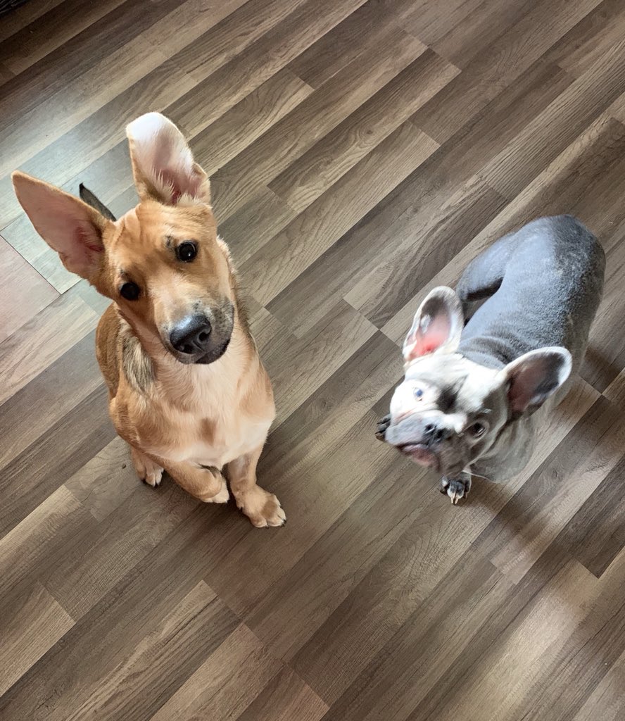 RonelleA1's tweet photo. These girls

#puppylove #sisters https://t.co/PbyKQHfRMM