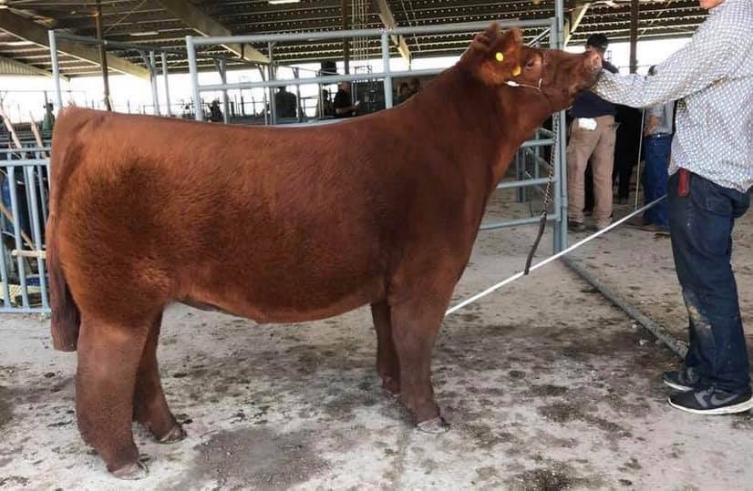 mattlautner's tweet photo. Grand Steer | Both
Douglass County | Colorado
Gavin Kleyman Memorial
Shown By Mullins
Sold By RCC & Chambers & Dehn
Sired By Monopoly/Clone
#BreedLautner
#Monopopy
“Been Adding Belly & Winning State Fair’s Since 2007”
#ThatNeverGetsOld
-
Matt Lautner Cattle 515.391.9540 https://t.co/yygTJTVulY