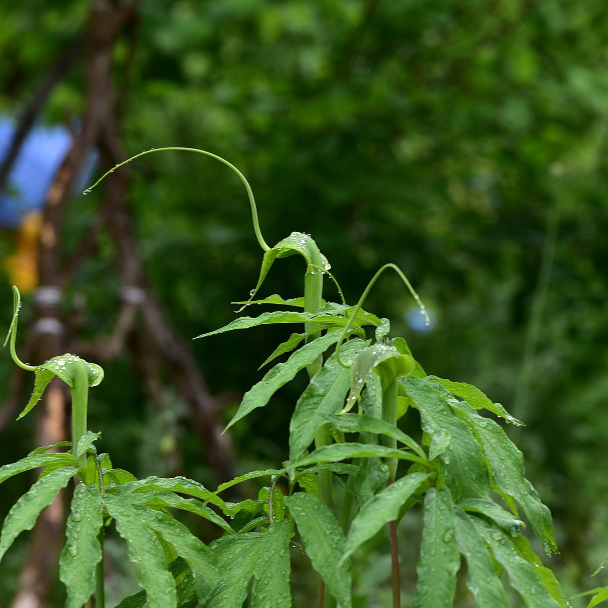 두루미천남성 
조선시대 사약재료로 사용했다
#두루미천남성 #사약재료 #조선시대사약