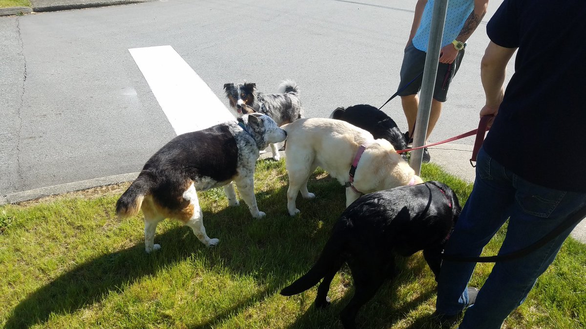 OldHandsome's tweet photo. Buddy decides to leave the dog pile!
#bigmove #lifechoice https://t.co/dWlRkHUbJ5