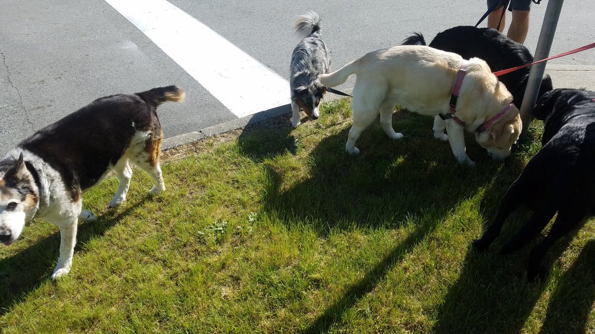 OldHandsome's tweet photo. Buddy decides to leave the dog pile!
#bigmove #lifechoice https://t.co/dWlRkHUbJ5