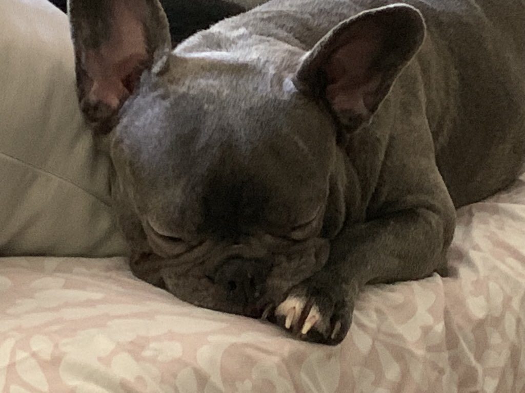 RonelleA1's tweet photo. Mama’s baby blueberry skye

#frenchies #frenchielove https://t.co/zE5zyVPi8o