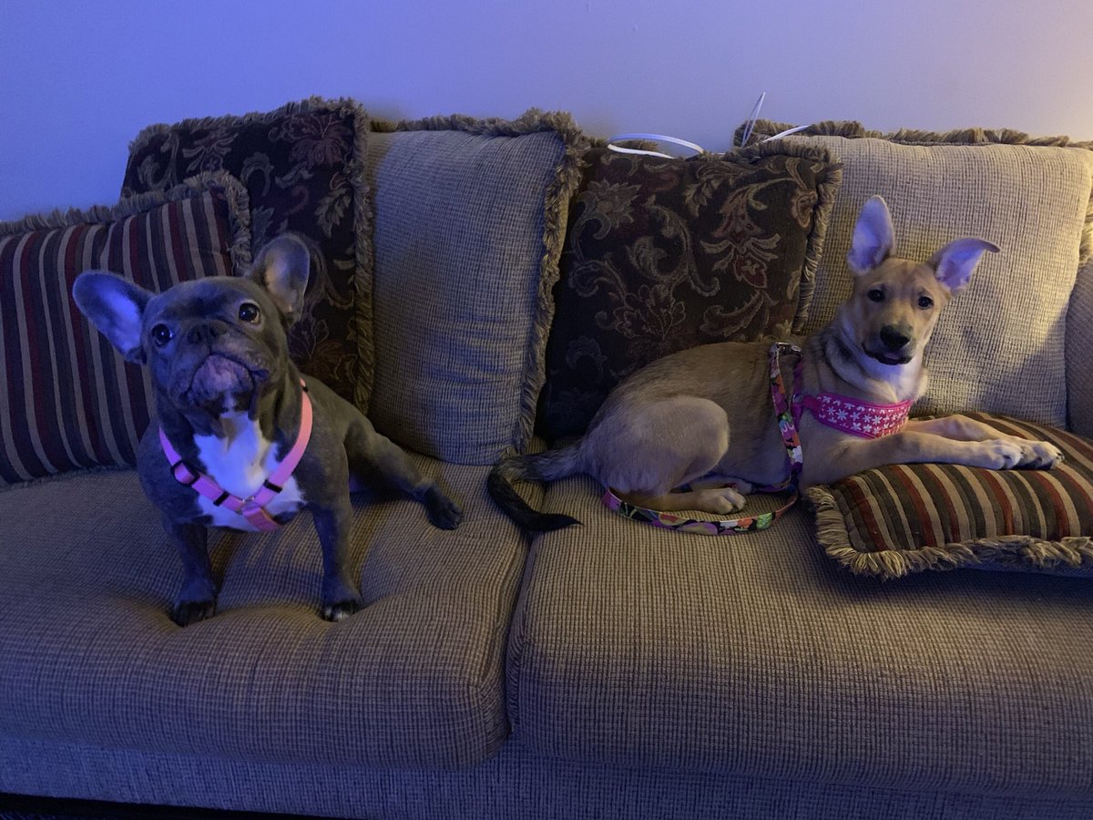 RonelleA1's tweet photo. My furry babies

#Puppymama https://t.co/Kp7v1Wuiol