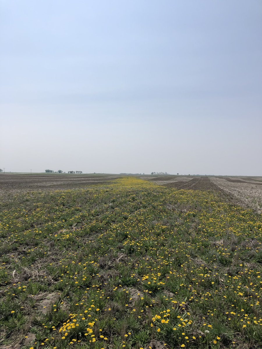 FE_DigitalAg's tweet photo. Using the scouting tool in the #FarmCommand app I noticed a odd line in our imagery. I went to check it out and it ended up being a strip of dandelion that this growers thought to be a sprayer application issue from last year! #SmartFarming -MP https://t.co/2I96Sp8izP