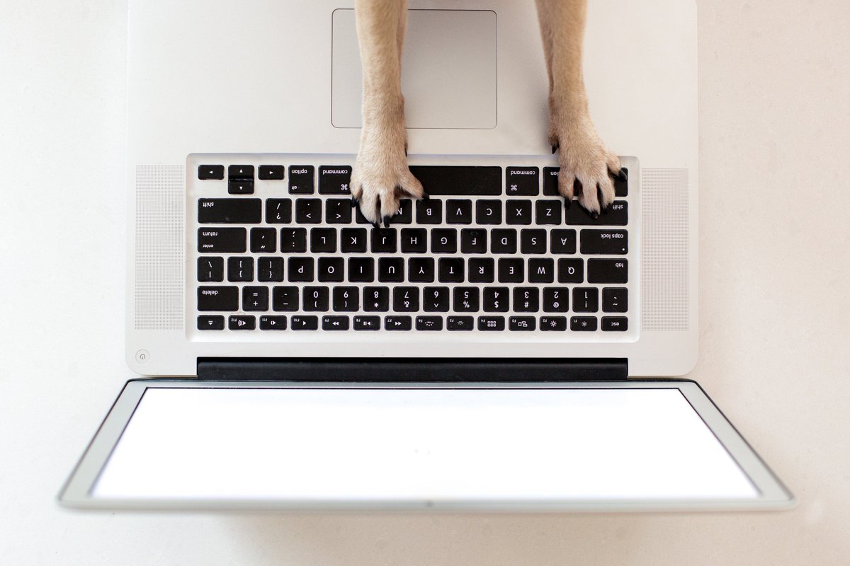 PetCreative tweet picture