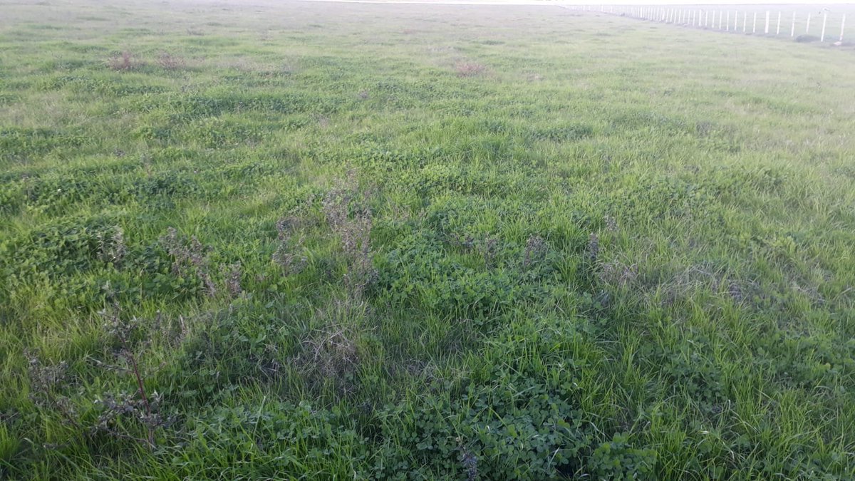 E Hoffman Berasain tweet media