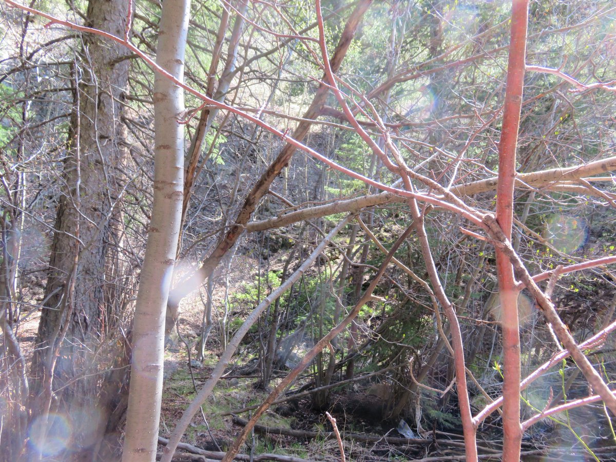 SasquatchJourn1's tweet image. A lot of different pieces went into this little structure. #Bigfoot #Sasquatch #Treestructure #Myth #Legends