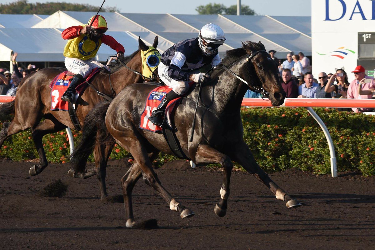 mhbloodstock's tweet photo. Staff Member Required;

Darwin Cup Carnival - 19th June - 7th of August

Must be able to ride fast work. Job will include ground duties, trackwork, beach riding and race days.

Great way to escape to cold depths of the southern winter. https://t.co/vq9MatLTwG
