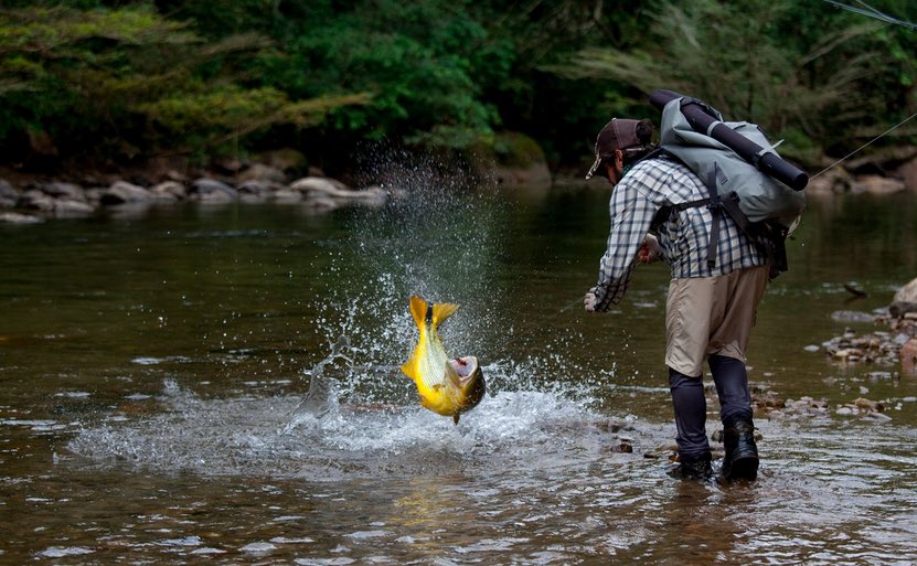 OfftheGridStu's tweet photo. That last jump before landing a nice dorado! (A heart-pounding moment.)
#flyfishing #offthegridstudios https://t.co/EOWsxugezv