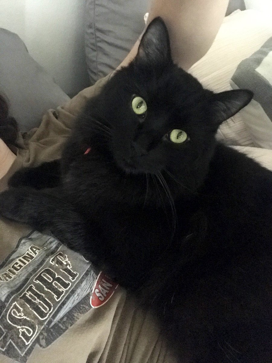 _Gina_Maria_'s tweet photo. @bestcataccount JJ is a model. https://t.co/kFcVbBNbT9