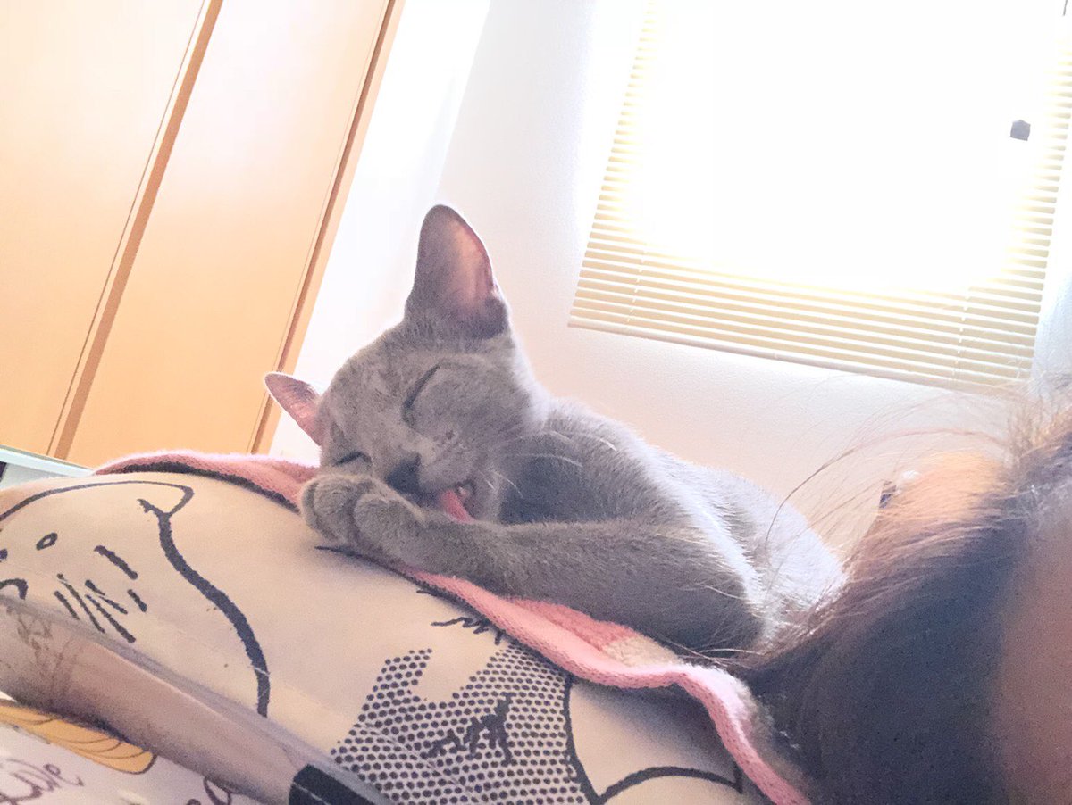 to_n1998's tweet photo. 猫ちゃんが我が家に来ました https://t.co/mlvpCrIxCl
