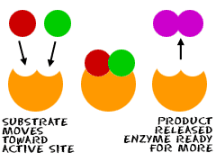 IsaacHam8's tweet photo. In order to survive, all organisms must carry out #enzyme controlled reactions
#leregentsreview https://t.co/SkE4nrjKdq