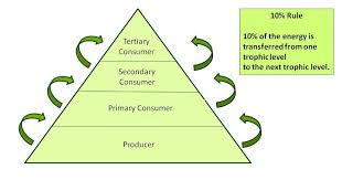 IsaacHam8's tweet photo. A pyramid of energy can be used to illustrate the loss of usable energy at each feeding level in a food web. The #secondaryconsumer feeding level is where the the smallest amount of energy be found (as opposed to #producers and #primaryconsumers)
#leregentsreview https://t.co/nnklrVRgEe