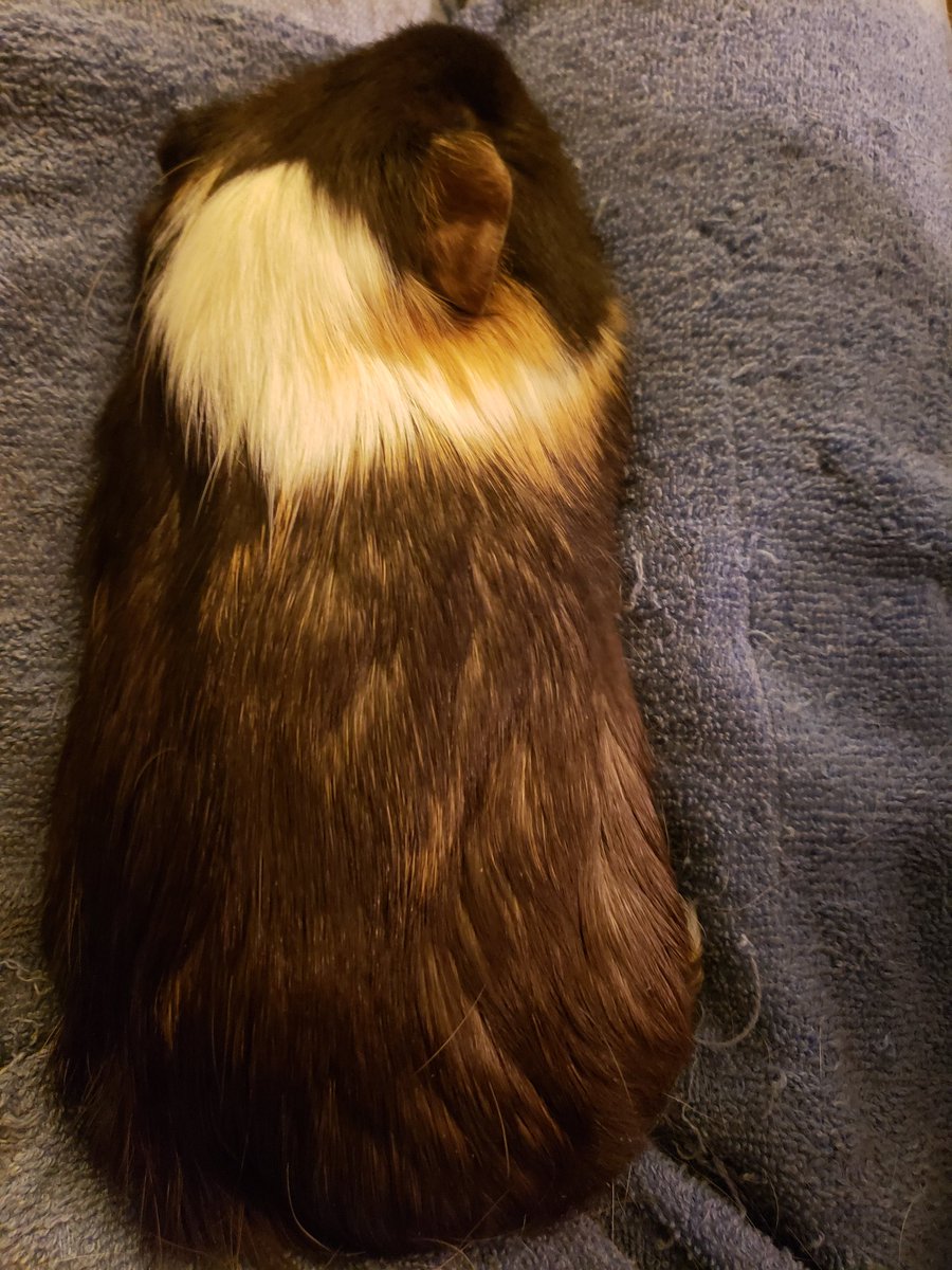 ObiePig's tweet photo. Am I a pigtato? A piggie-loaf? Either way, I is comfy 😁 #guineapig #LittleBear #bearpig #SleepyPig #potato #pigtato #LoafofPeeg https://t.co/YzChn9hBLb