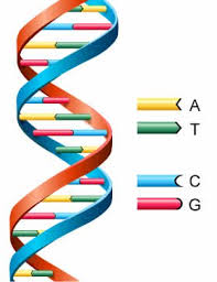 IsaacHam8's tweet photo. #Nucleotides are the basic structural units of a DNA molecule
#leregentsreview https://t.co/Uu58yAYD1l