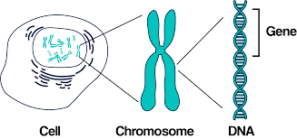 IsaacHam8's tweet photo. Based on the gene chromosome theory, the law of independent assortment assumes that certain #genes are located on separate #chromosomes. 
#leregentsreview https://t.co/jxk6XiABYE