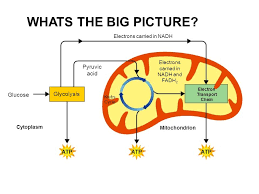 IsaacHam8's tweet photo. Most #cellularrespiration in plants takes place in organelles known as #mitochondria
#powerhouseofthecell
#leregentsreview https://t.co/bdBpoefTmZ