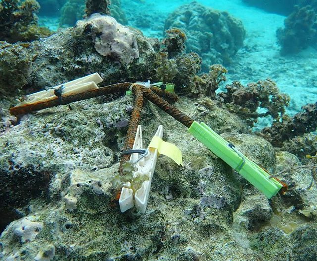 RassterLab's tweet photo. The #rassterlab Moorea team has been testing herbivory of the algae Turbinaria in various spots of the lagoons in Moorea. We outplant different size classes of the algae and then check every 48 hours to see if anything came and nibbled. At the end of 4 d⦠https://t.co/IUhWAI3Eyo https://t.co/5xkmEeWlXA