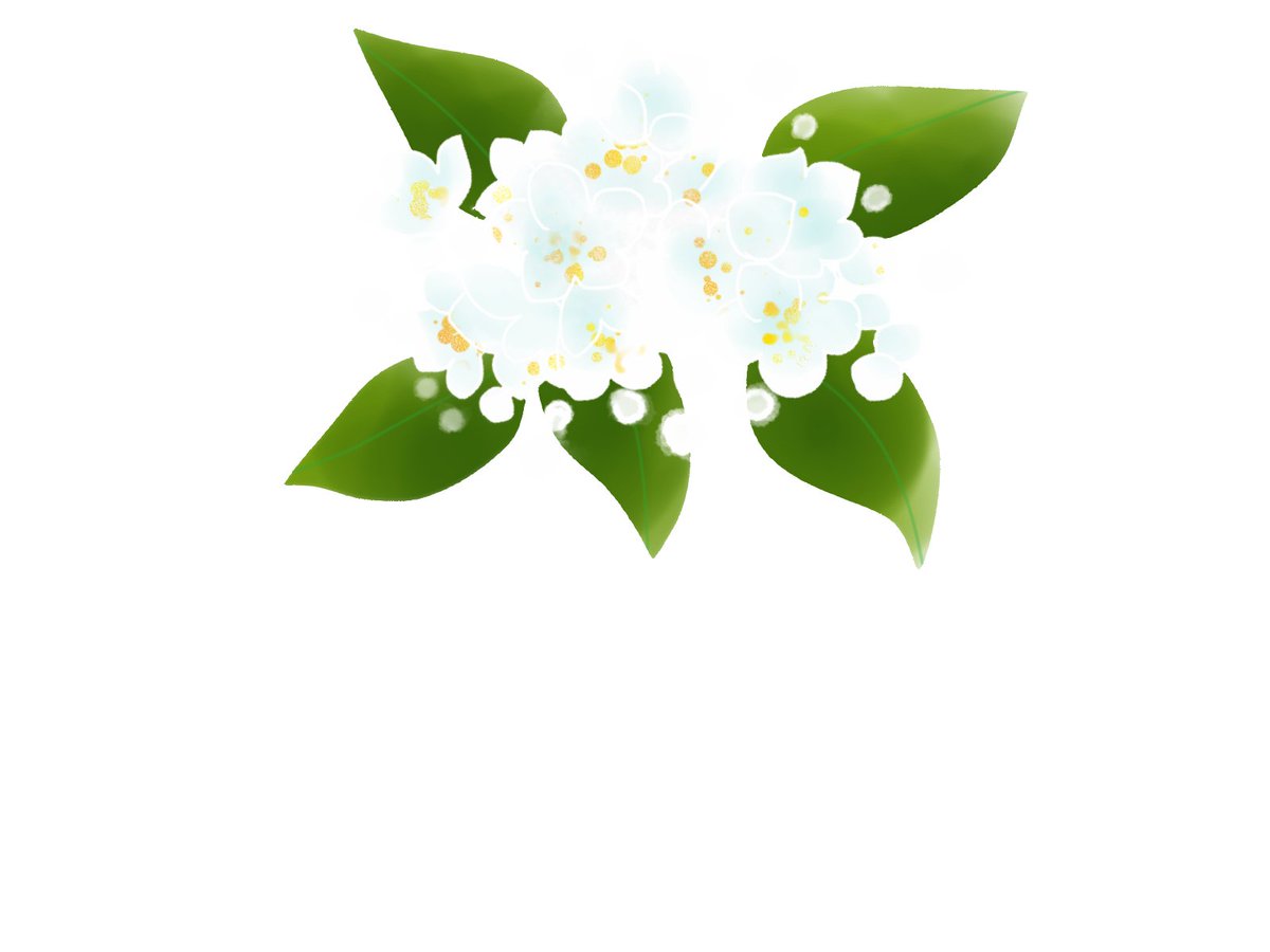 イラストacさん投稿の6月4日の誕生花 空木 卯木 ウツギ 卯の花 です 無 愛ちん ゆめみ愛 のイラスト