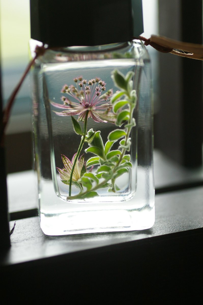 裏花火 元々ドライフラワー向きだなー退色しなさそうだなーという水分の少ない花を選んで シリカゲル乾燥させたんだけど 360度素晴らしい仕上がりで 標本としても秀逸 庭で育てた自分の花がインク瓶にガラス漬けとか どんなファンタジーだ と我ながら